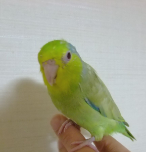 こんにちは。