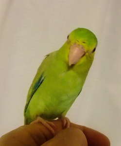 おはようございます