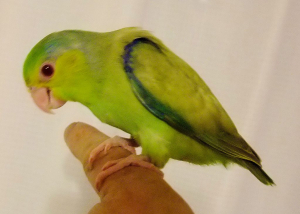 ありがとうございます。