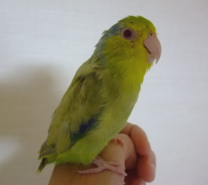 こんにちは〜。