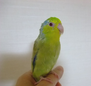 こんにちは。