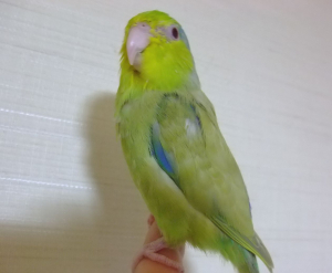 こんにちは。