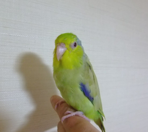 こんにちは〜。