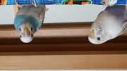 どうやっても向きが直りません。