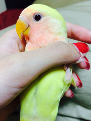 にぎにぎチェルシーです♪