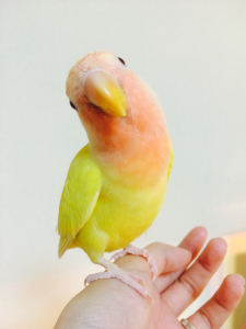 興味津々なチェルシーです。