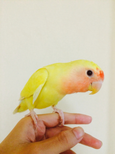 おでこが染まったちぇるです♪