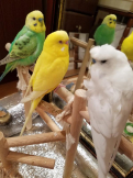 インコ屋