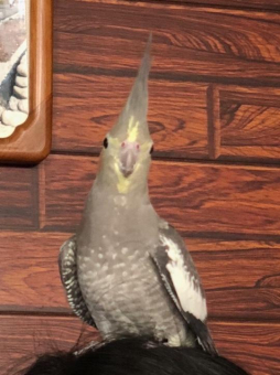 ミカリン