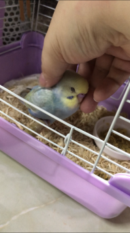 まろぴ