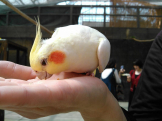 りゆ