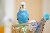 fru