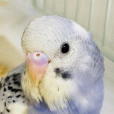 ちゃろ