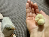 いやし
