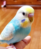 たにっち