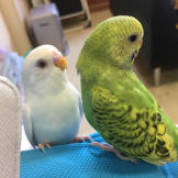 ずっきー
