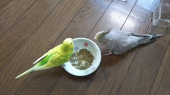 ゆりこん