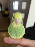 インコのおじさん