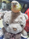 梅ちえ
