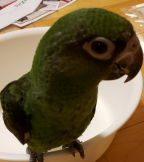 あきじゅん