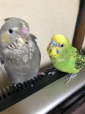 さやぽん
