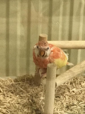 鳥好きおやじ358
