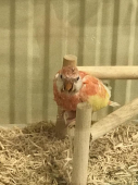 鳥好きおやじ358