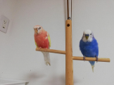 ふわふわり