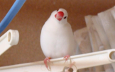 ぶんさく