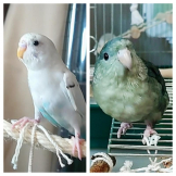うめぼしんこ