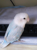 ななのパパ