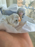 ひなまるちゃん