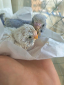 ひなまるちゃん