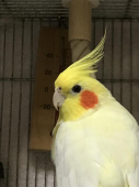 はなみ