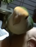はぽはぽ