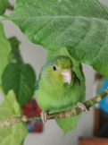 ぴのやん