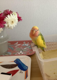 さくよ