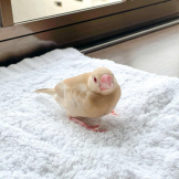 おかでぃ