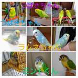 インコと友達[鳥YouTube]