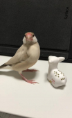 ゆりもも