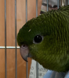 とっこ