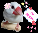 おとはは
