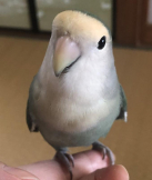ちよまる