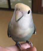 ちよまる