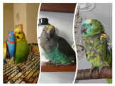 Three Amigos