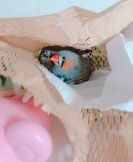 いる