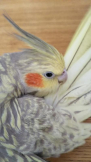 まや