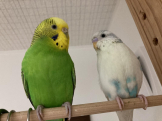 じゃがりこ