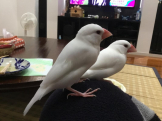 チーキョロ!