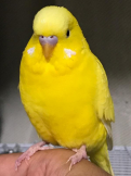 ワッキーインコ